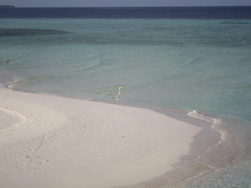 Fulidhoo La Perla Guest House Екстер'єр фото